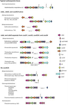 Atypical Carboxysome Loci: JEEPs or Junk?